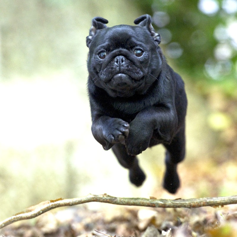 Ioland black Du castel des armandia