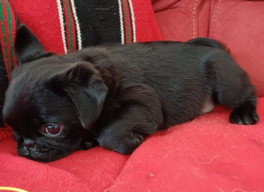 Du castel des armandia - Carlin - Portée née le 10/03/2025