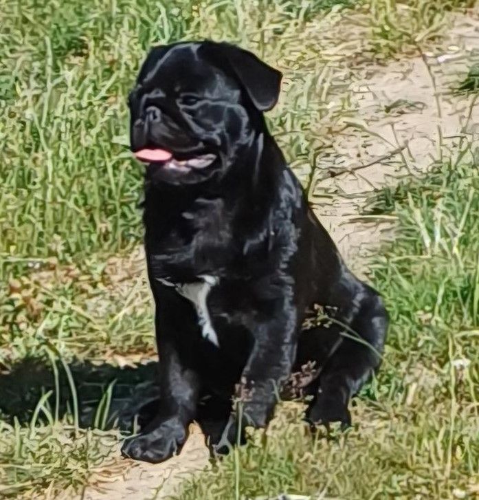 Du castel des armandia - Chiots disponibles - Carlin