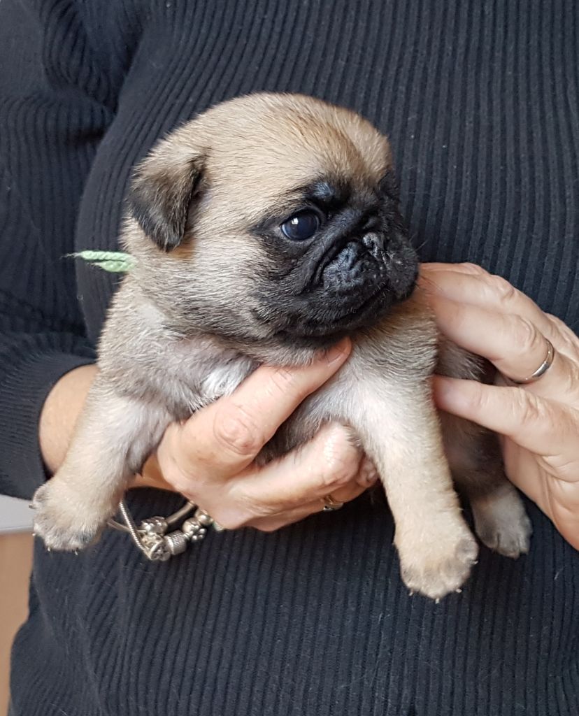 CHIOT