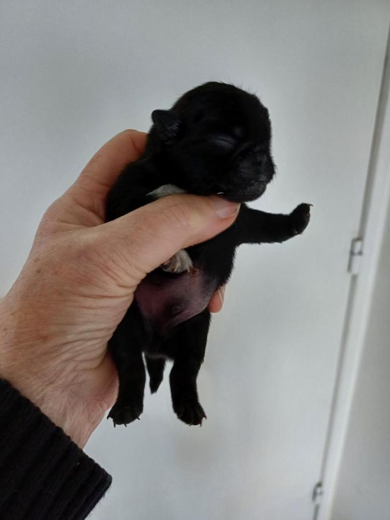 Du castel des armandia - Chiots disponibles - Carlin